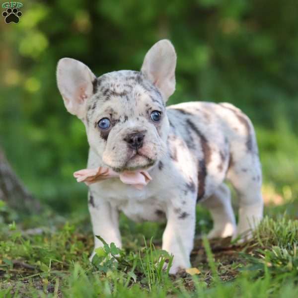 Peggy, French Bulldog Puppy